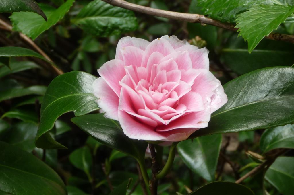 Magnolia Petal Fernwood Exterior foto