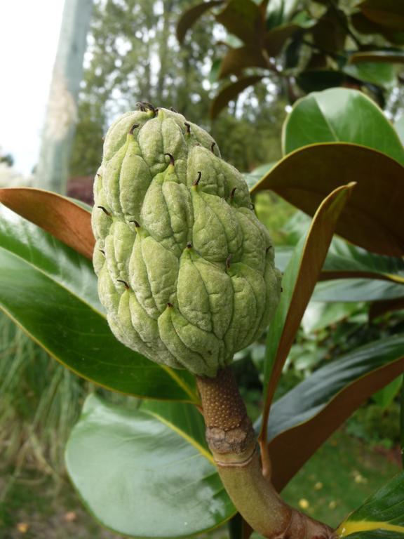 Magnolia Petal Fernwood Exterior foto