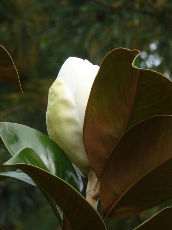 Magnolia Petal Fernwood Exterior foto