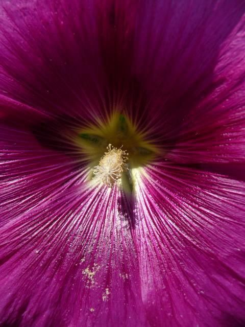 Magnolia Petal Fernwood Exterior foto